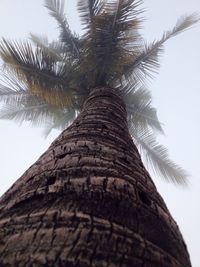 Low angle view of palm tree against sky