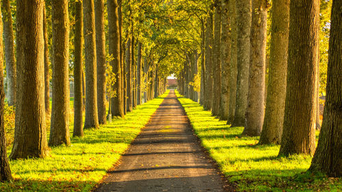 Taken in the morning, my favorite season is autumn. this avenue is about 800 meters long.