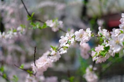 Close-up of white flowers blooming on tree