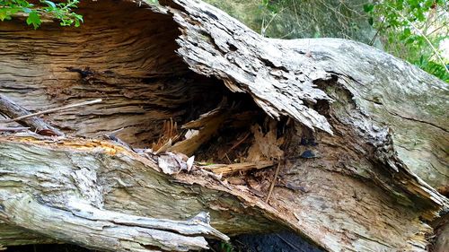 Low angle view of tree trunk