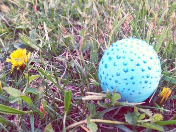 View of blue flowers