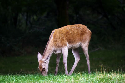 Side view of young deer grazing on grassy field