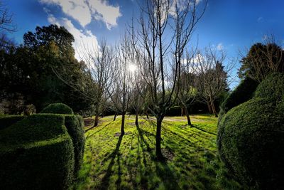 Trees on field against sky