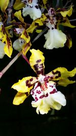 Close-up of white flower