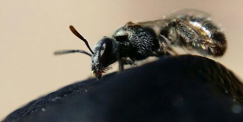 Close-up of insect