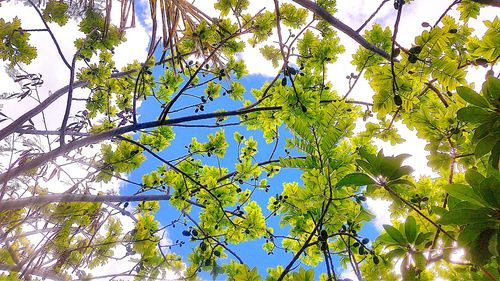 Low angle view of tree against sky