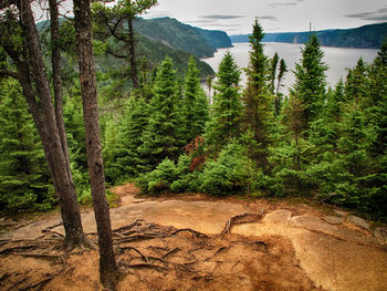 Scenic view of landscape