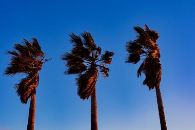 Low angle view of coconut palm tree against clear blue sky