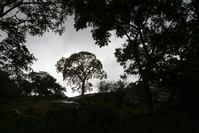 Low angle view of trees in forest against sky