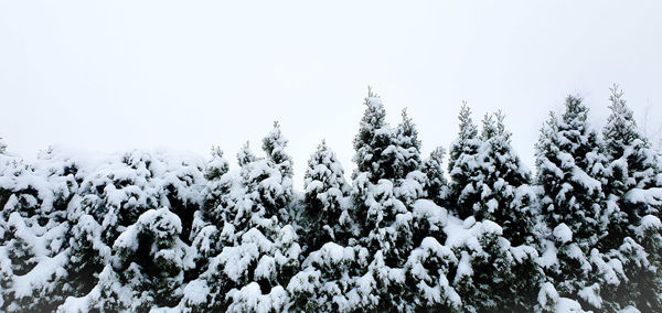 Snow covered plants against sky