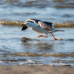 Seagull flying over fish in lake