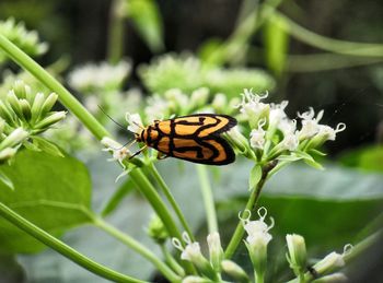 Close-up of butterfly pollinating on flower