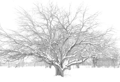 Bare trees on snow covered field