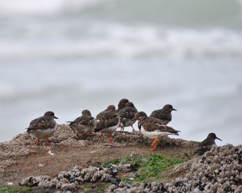 Flock of birds on the beach
