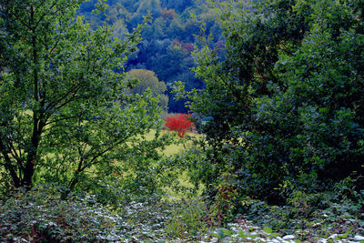 Plants and trees in forest