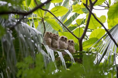 Low angle view of owls perching on tree