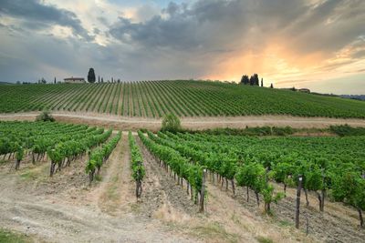 Scenic view of vineyard against sky