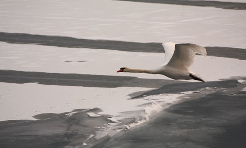 Swan on lake