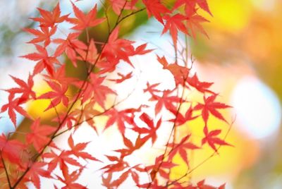 Close-up of red leaves