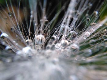 Close-up of grass