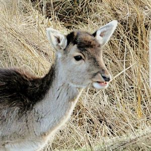 Close-up of deer on field