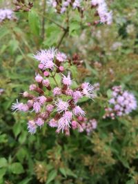 Close-up of purple flowers blooming outdoors