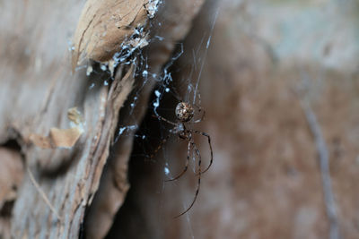 Poisonous spider in its spider web in australia