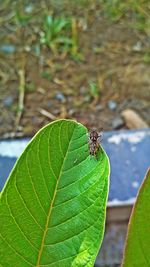 Close-up of fly on leaf