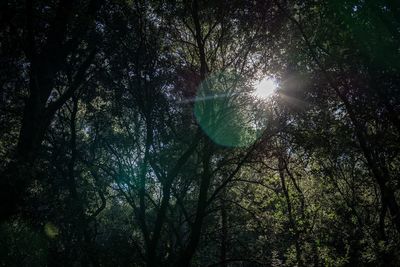 Low angle view of sunlight streaming through trees in forest