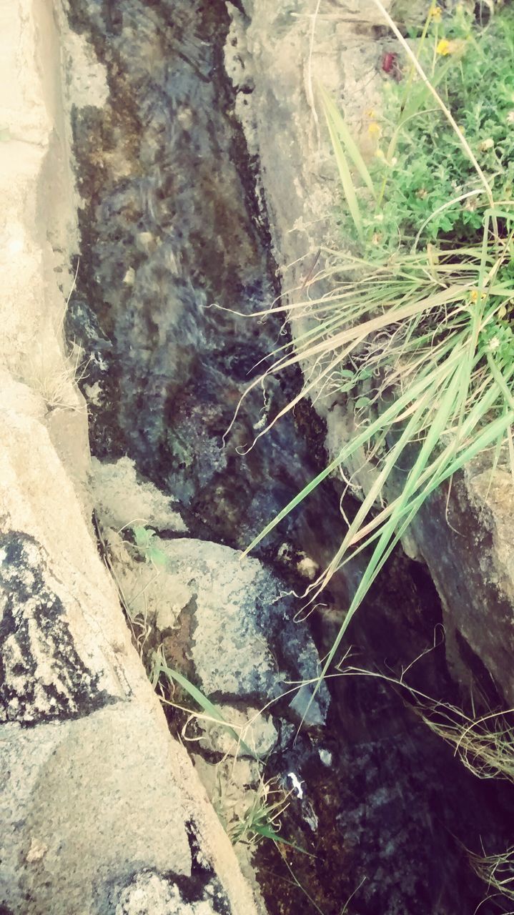 plant, nature, growth, high angle view, rock - object, close-up, textured, day, outdoors, beauty in nature, rough, no people, tranquility, tree trunk, moss, rock, sunlight, growing, natural pattern, fragility