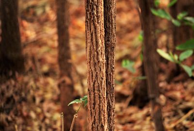 Close-up of tree trunk in forest