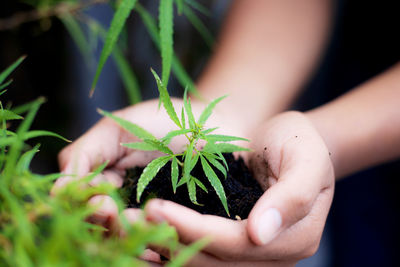 Close-up of hand holding plant