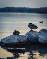 Bird perching on rock by lake