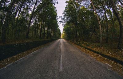 Empty road along trees