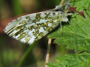 Close-up of insect on flower