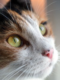 Close-up portrait of a cat