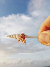 Close-up of hand holding a horse