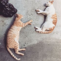 High angle view of sleeping cats