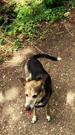 High angle view of dog on grass