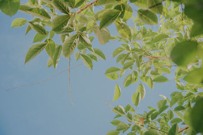 Low angle view of leaves against clear blue sky