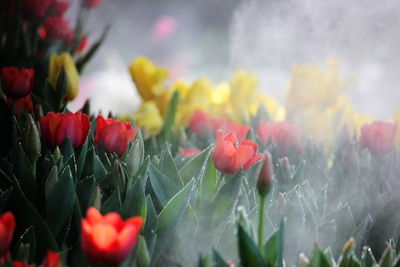 Close-up of red flowering plants on field