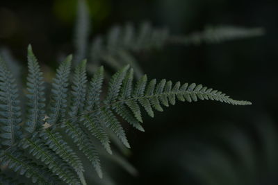 Close-up of fern leaves