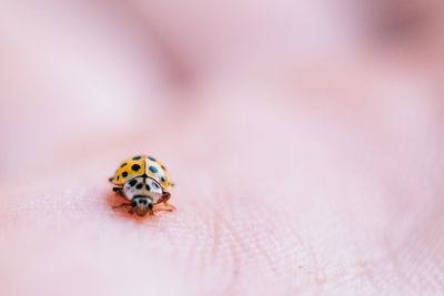 Close-up of ladybug on hand