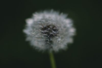 Close-up of white dandelion flower