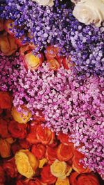 High angle view of purple flowering plant