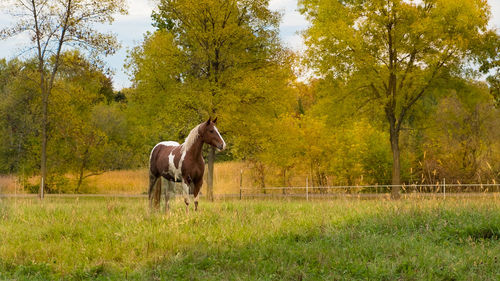 Horse in a field