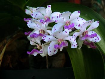 Close-up of flowers against blurred background