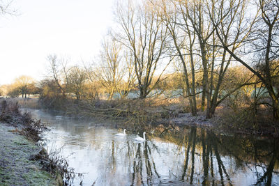 Bare trees by lake in forest against sky