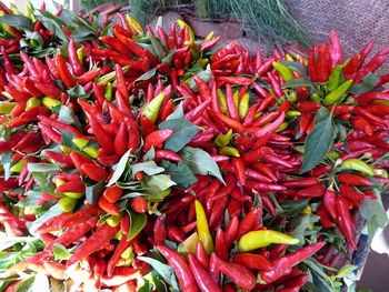 Close-up of red flowers for sale