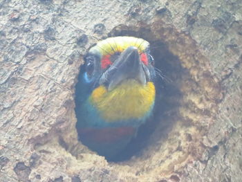 High angle view of a bird on rock